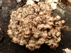 Thelephora caryophyllea