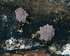 Arcyria stipata