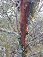 Arctostaphylos
