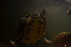 Trachemys scripta elegans