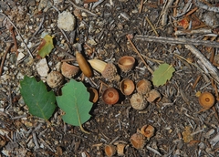 Quercus john-tuckeri