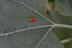 Harmonia axyridis