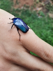 Chlorocala africana oertzeni