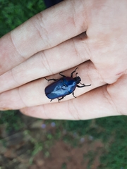 Chlorocala africana oertzeni