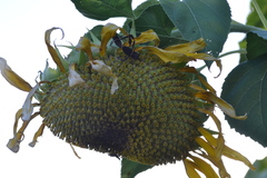 Leptoglossus phyllopus