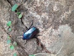 Chlorocala africana oertzeni