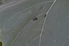 Harmonia axyridis