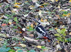 Dendrocopos syriacus