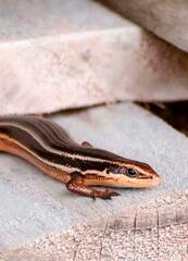 Aspronema dorsivittatum