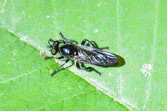 Laphria canis