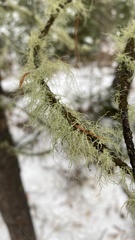 Usnea hirta