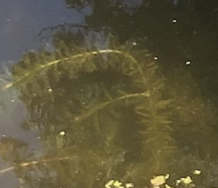 Egeria densa