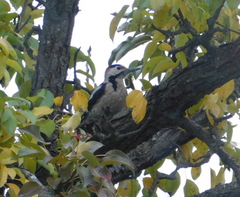 Dendrocopos syriacus