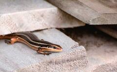 Aspronema dorsivittatum