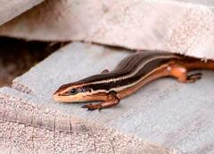 Aspronema dorsivittatum