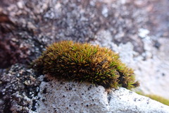 Schistidium maritimum