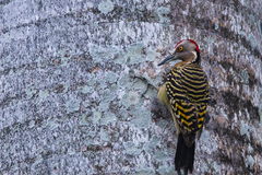Melanerpes striatus