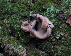 Ionomidotis irregularis