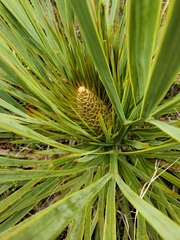 Aciphylla aurea
