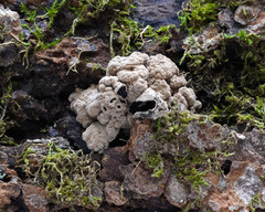 Ionomidotis irregularis