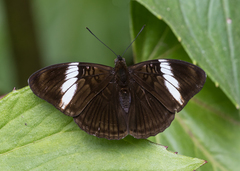 Adelpha lycorias