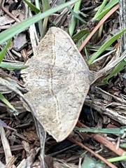 Anticarsia