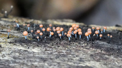 Stilbocrea gracilipes