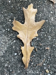 Quercus alba