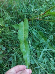 Rumex conglomeratus