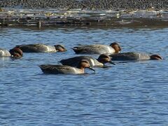 Anas crecca carolinensis