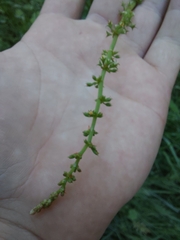 Rumex conglomeratus