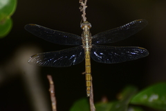 Orthetrum
