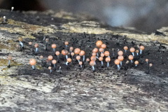 Stilbocrea gracilipes