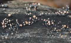 Stilbocrea gracilipes