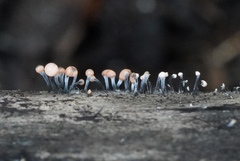 Stilbocrea gracilipes