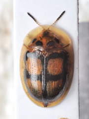 Aspidimorpha areata