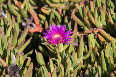 Carpobrotus chilensis