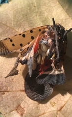 Lycorma delicatula