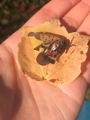 Lycorma delicatula