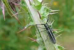 Agapanthia cardui