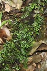 Elaphoglossum