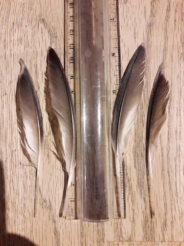 Plume de Guillemot à miroir