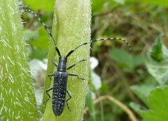 Agapanthia villosoviridescens
