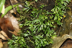 Elaphoglossum