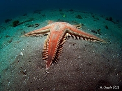 Astropecten aranciacus