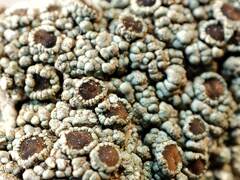 Lecanora pseudistera