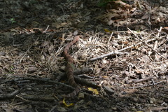 Agkistrodon laticinctus