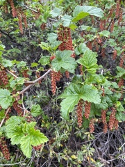 Ribes magellanicum