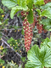 Ribes magellanicum