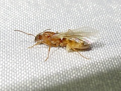 Dorymyrmex flavus